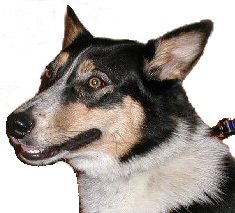 black, white, and brown dog smiling.  What a sweet puppy!!