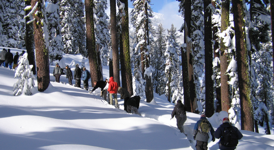 A ranger leads snowshoers through a red fir forest.
