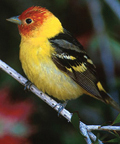 lassen's western tanager