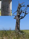 Clark's Tree