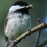 Black Capped Chickadee
