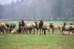 Roosevelt Elk near Fort Clatsop