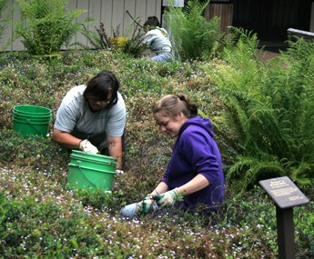 Youth Conservation Corps students weeding