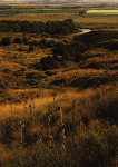 View of Little Bighorn River from Last Stand Hill