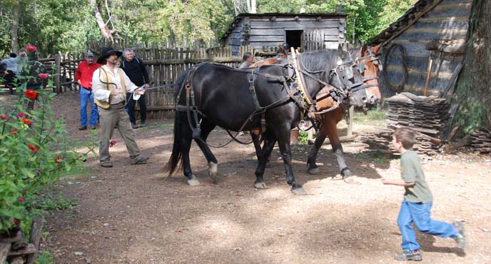 Bob with horses