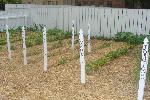 Heirloom Garden