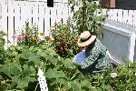 Heirloom Garden in August