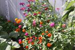 Heirloom Garden