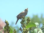 House Wren