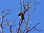 Northern Flicker