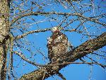 Juvenile Red-tail hawk