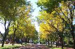 Lincoln neighborhood in fall
