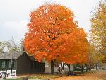 Fall colors on display