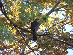 Coopers Hawk
