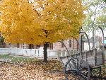Fall colors in the neighborhood
