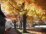 Fall season