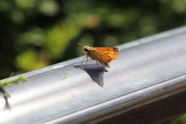 A small orange and yellow insect sits on a metal railing.