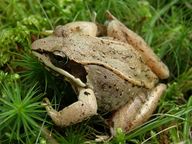A small frog, brown with black spots, sits in bright green grass.