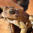 American Toad in Beaver Pond