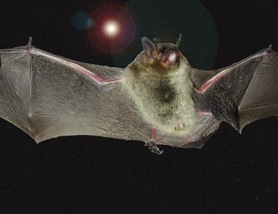 Gray Bat, Endangered Species