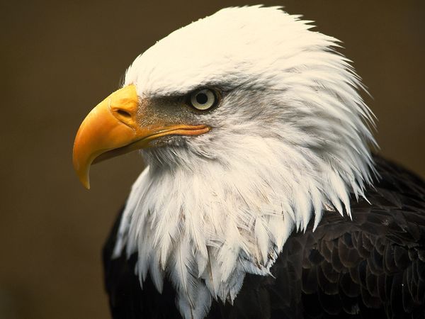 bald eagle