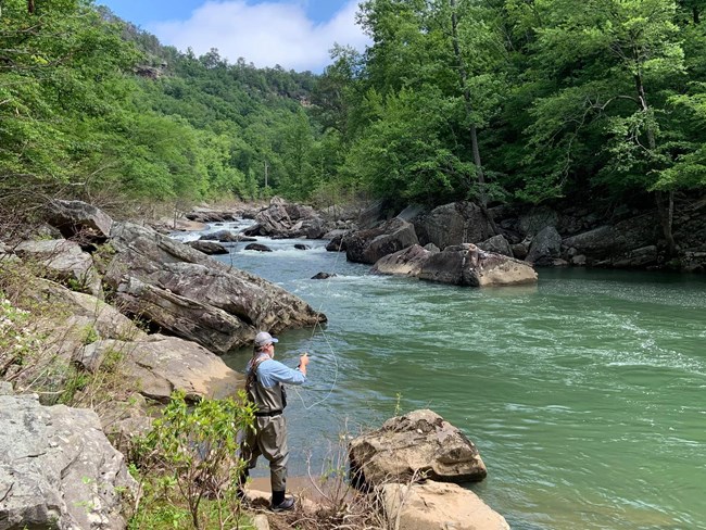 A man is fly fishing, standing on the rocky banks of the Little River surrounded by green trees and canyon cliffs.