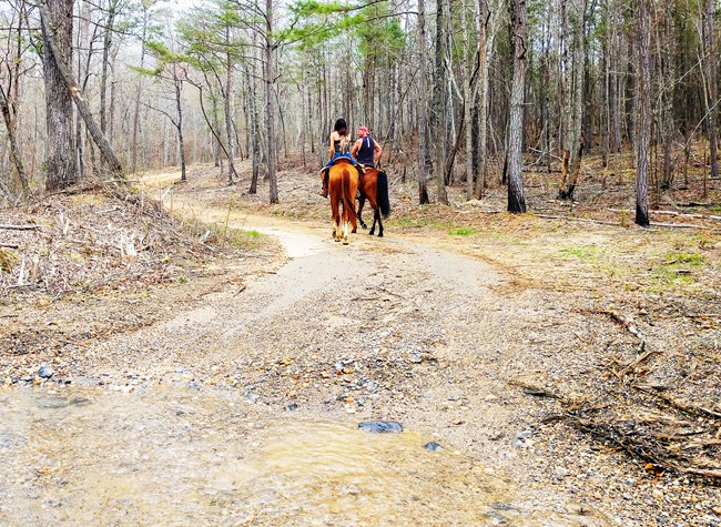 Horse riders on a dirt road in the woods