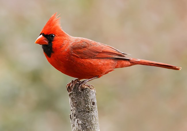 Northern Cardinal