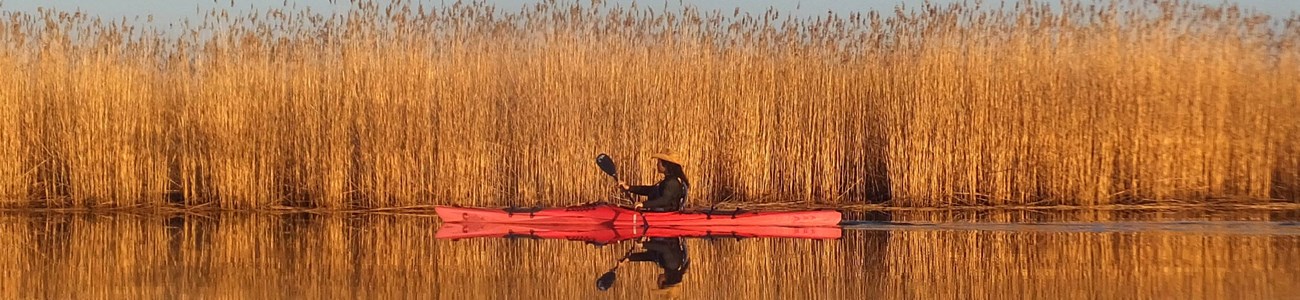 A lone kayaker paddles next to talk marsh grass.