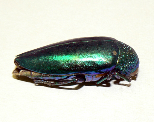 An iridescent beetle from Southeast Asia.