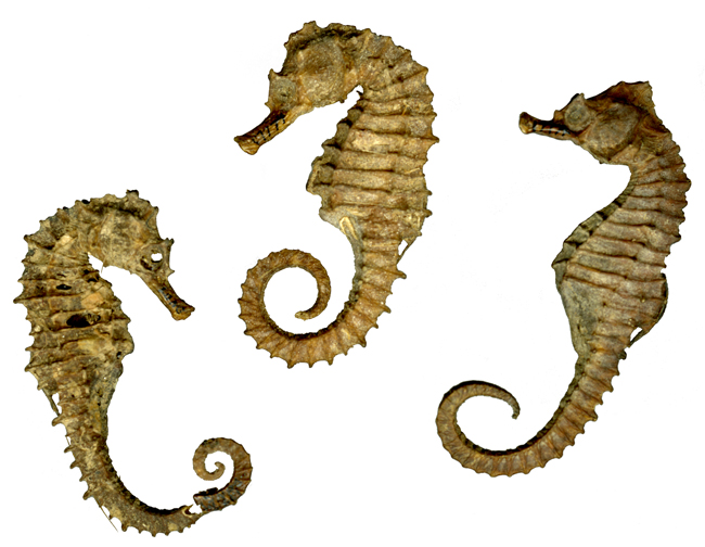 A trio of dried seahorses from the Longfellow House - Washington's Headquarters NHS museum collections.