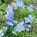 Delphinium