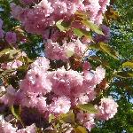 Azalea