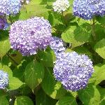 Hydrangea