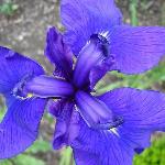 Japanese Iris
