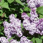Lilacs