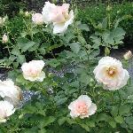 Noisette Rose