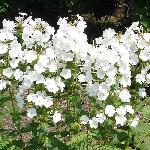Phlox