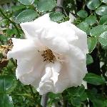 Lady Wakefield Rose