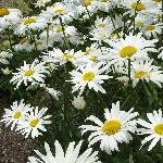 Shasta Daisy