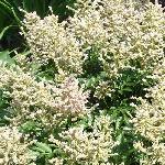 White Astilbe