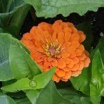 Zinnia