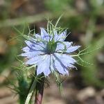Nigella
