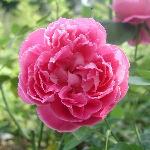 Paul Neyron Rose