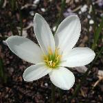 Zephyr Lily