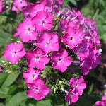 Magenta Phlox