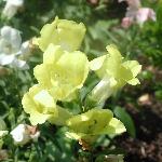 Yellow Snapdragon