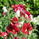 Red and White Snapdragon