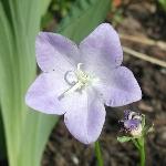 Peachleaf Bellflower