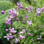 Meadowrue